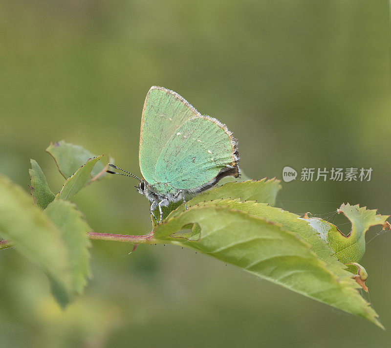 绿纹蝶(Callophrys rubi)